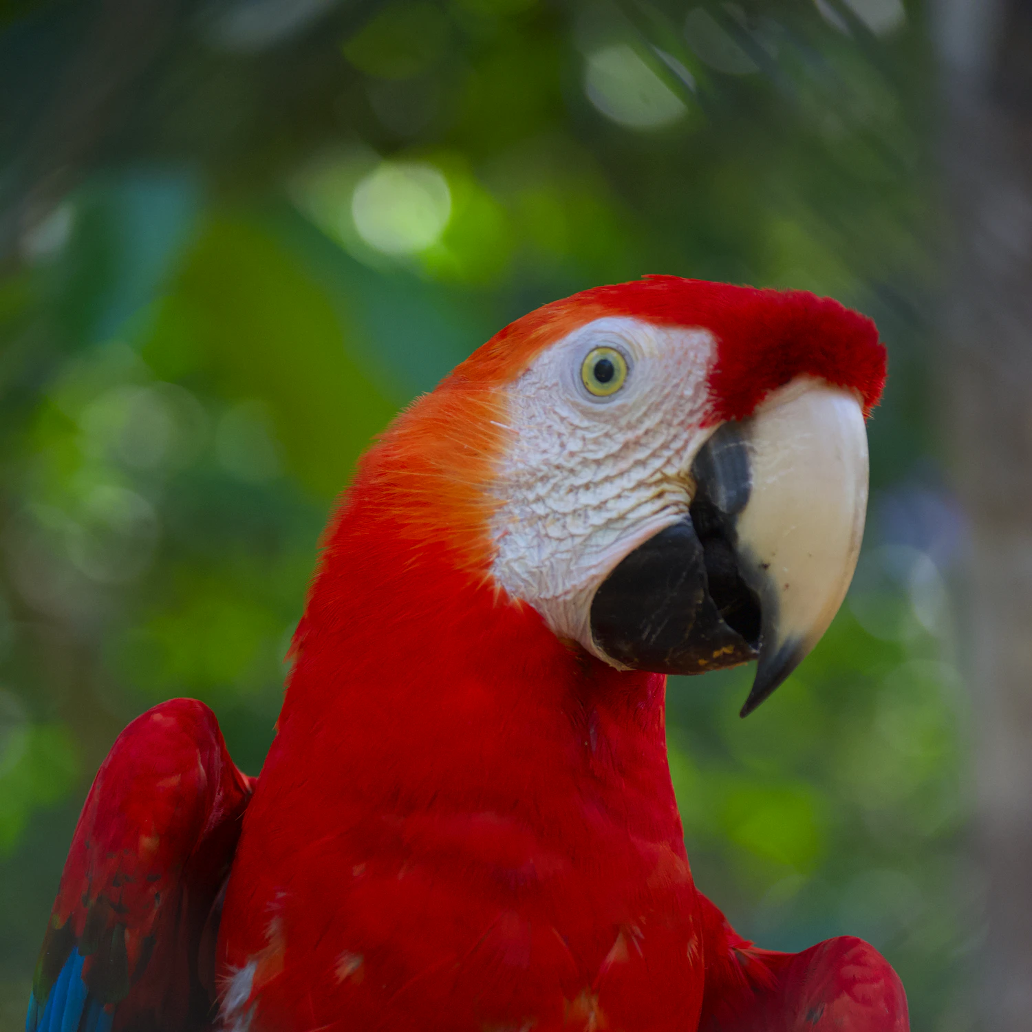 The same saturated render before and after sRGB conversion
