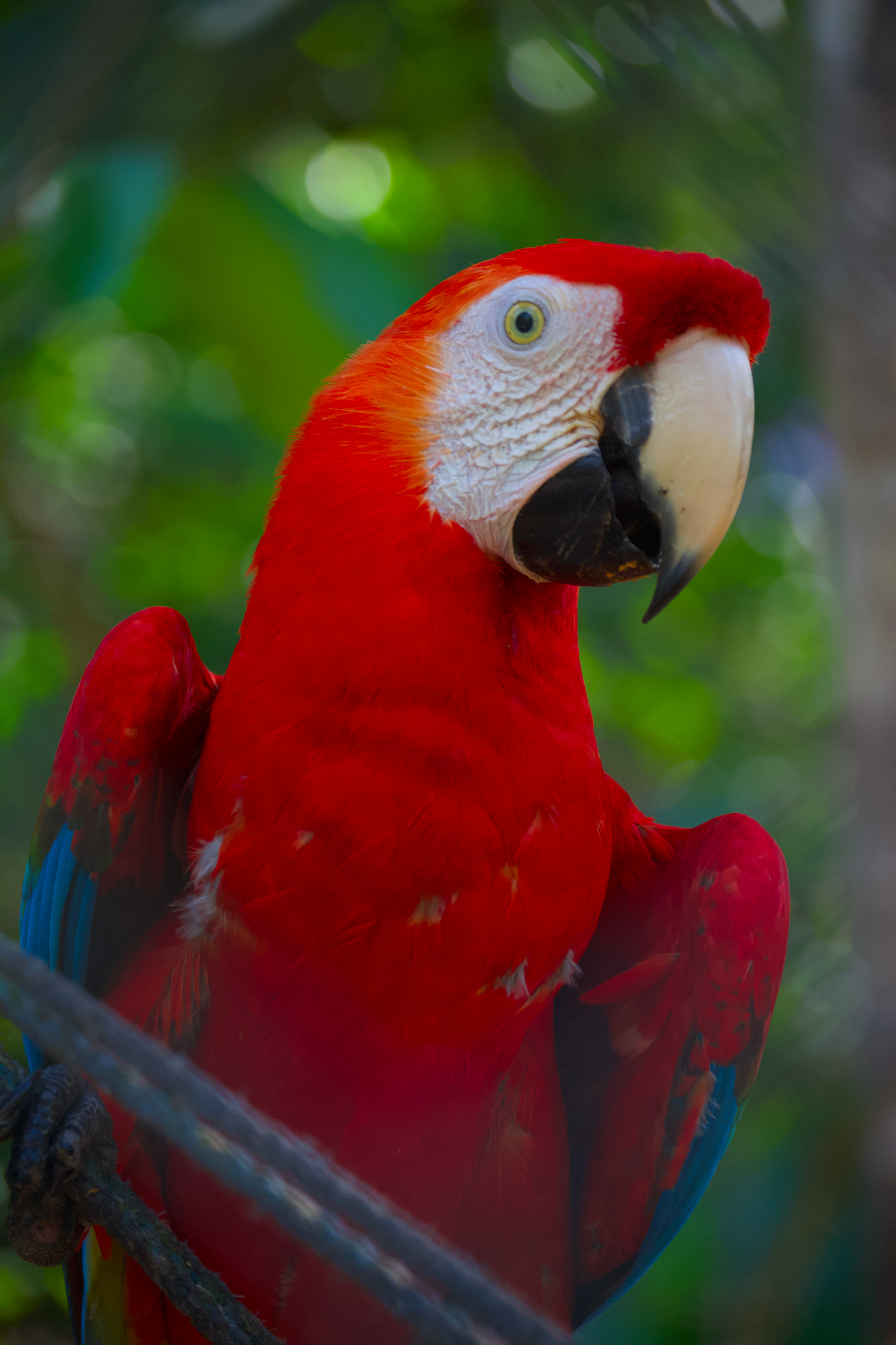 Display P3 vs sRGB color comparison (sRGB)